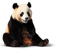 Diseño web profesional